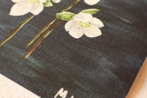 "Hellebore" - Fine Art Print