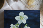 Black Hellebore - Original Oil Painting