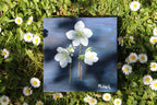 Black Hellebore - Original Oil Painting