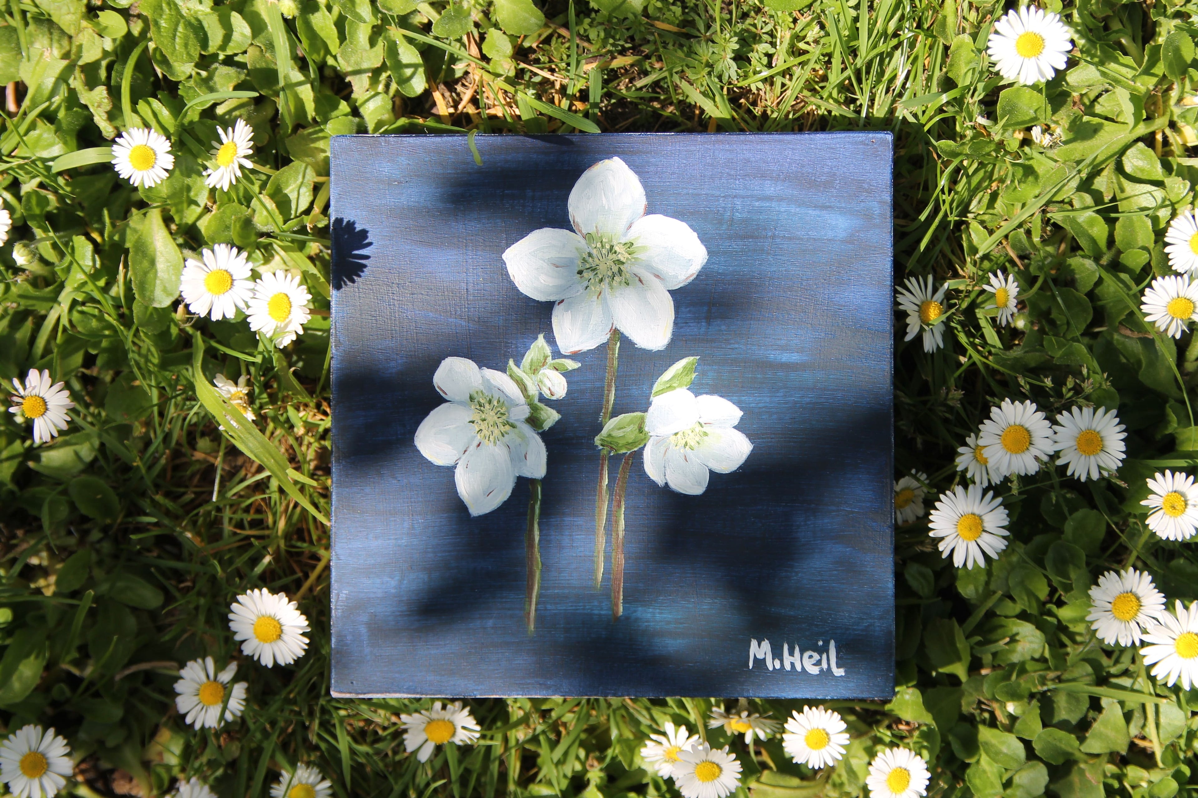 Black Hellebore - Original Oil Painting