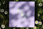 Snowdrop - Original Oil Painting
